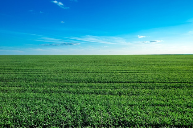 Champ vert et ciel bleu