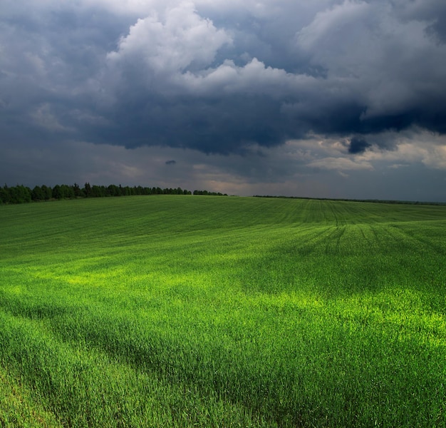 Champ vert et ciel bleuxAxA