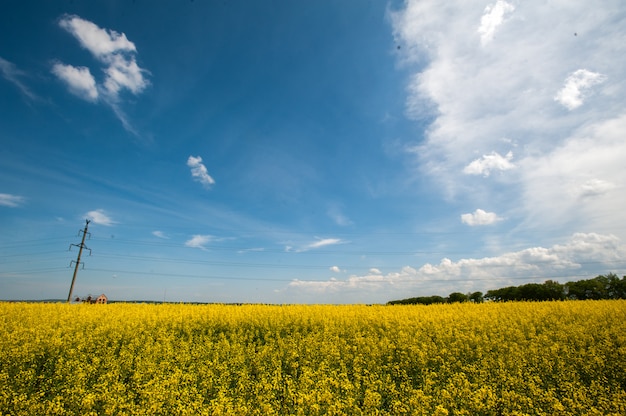 Champ vert avec ciel