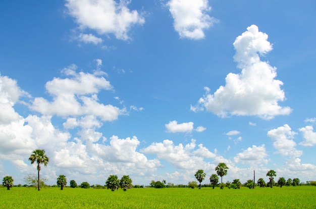 Champ vert avec ciel