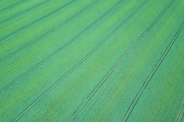 Champ vert de colza au printemps, vue aérienne.