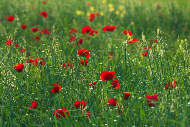 Champ vert avec des coquelicots rouges