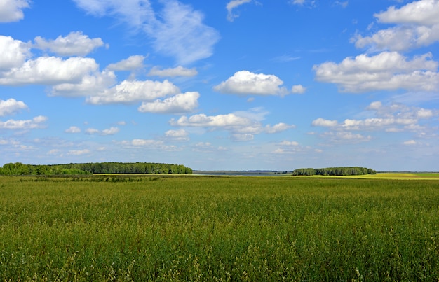 Champ vert d&#39;été