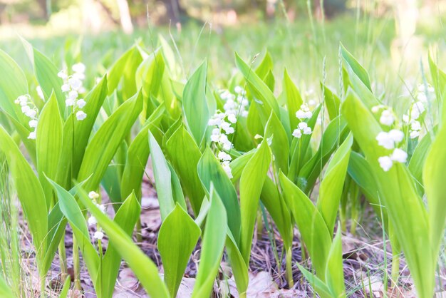 Champ vert de fleurs de forêt blanche muguet