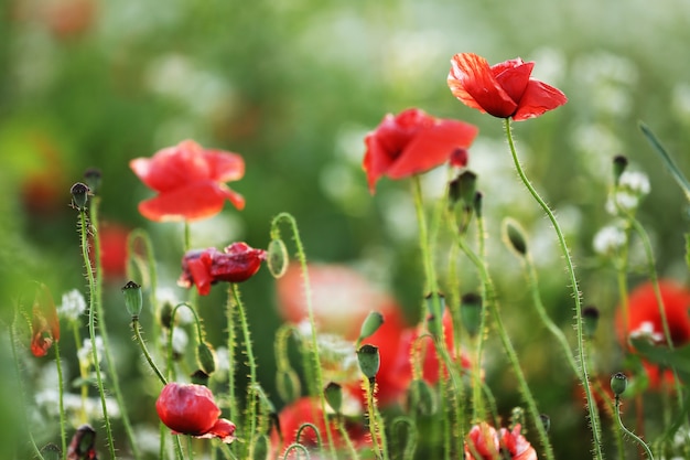 Champ vert de fleurs de pavot