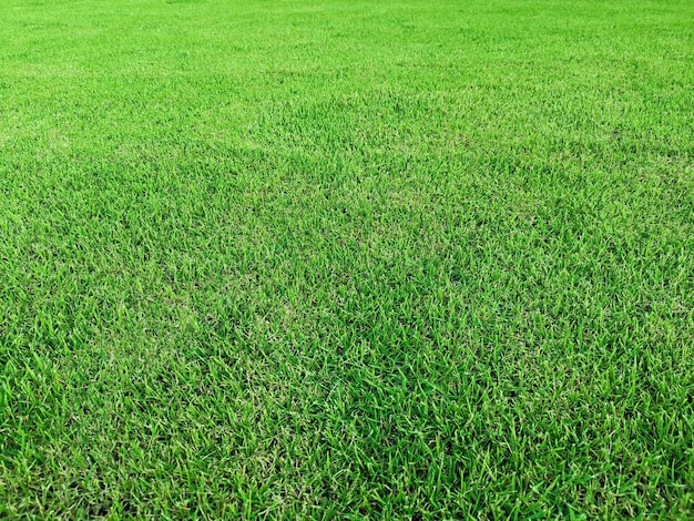 Champ vert de fond d'herbe