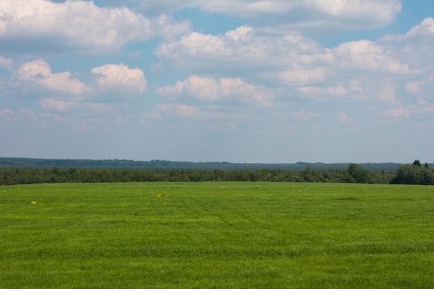 Champ vert forêt et ciel Été nature paysage