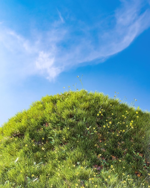 Champ vert d'herbe fraîche fond naturel de pâques