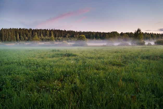 Champ vert horizontal dans le brouillard sur fond de forêt dense et de ciel coucher de soleil