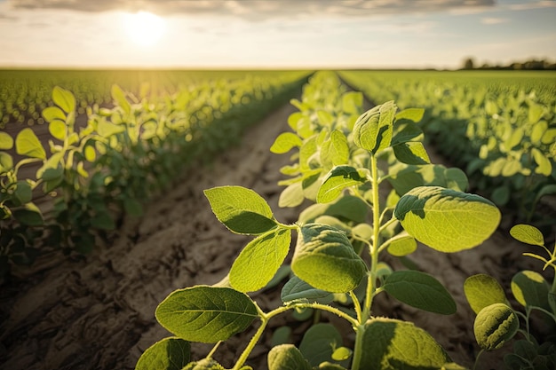 Un champ vert luxuriant avec le coucher de soleil en arrière-plan