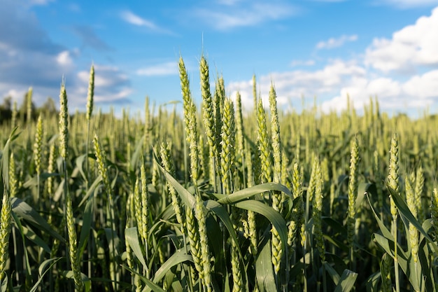 champ vert de la maturation du blé ou du seigle contre un ciel nuageux le concept de l'agriculture biologique