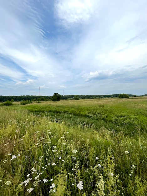 Champ vert avec des nuages lors d'une journée d'été ensoleillée