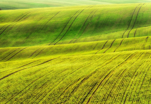 Champ vert. Paysage de printemps