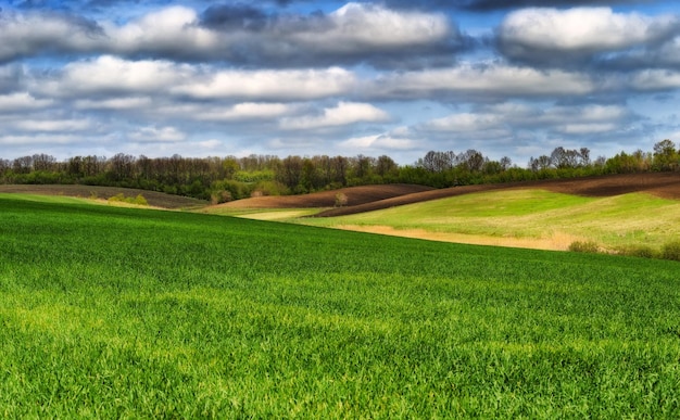 Champ vert. Paysage de printemps