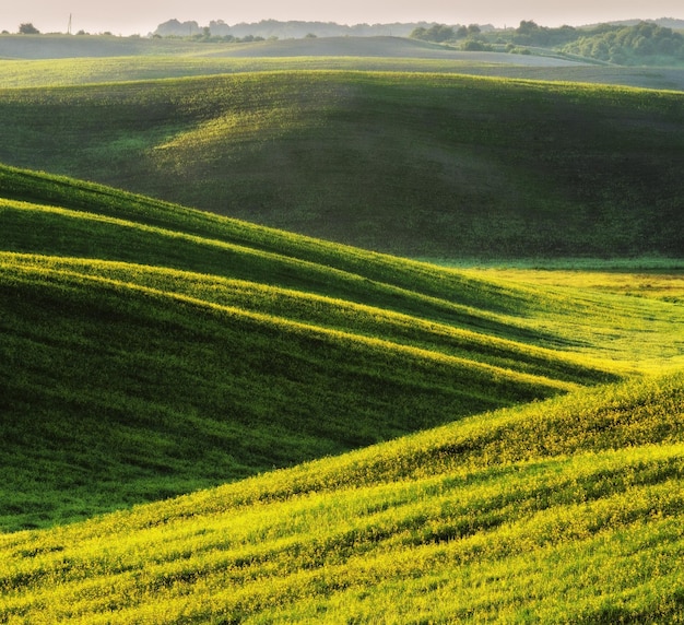 Champ vert. Paysage de printemps