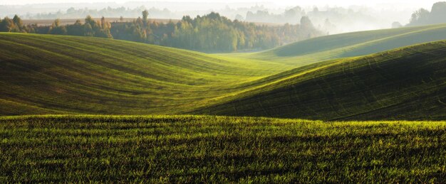 Champ vert. Paysage de printemps