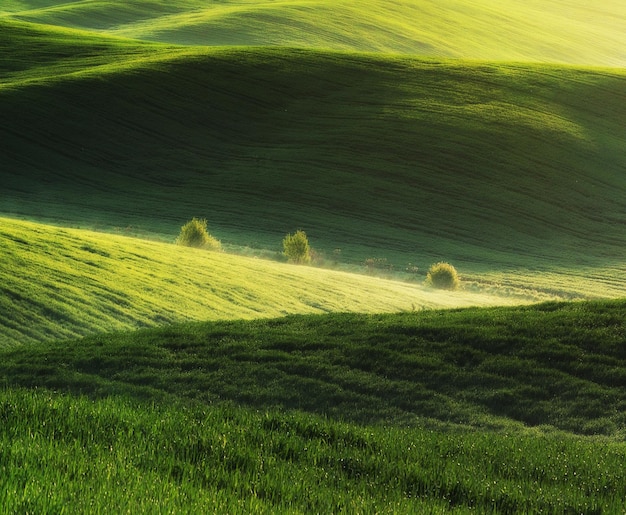 Champ vert. Paysage de printemps