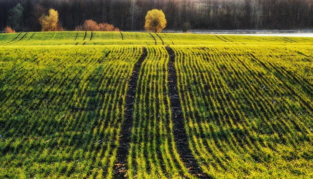 Champ vert. Paysage de printemps