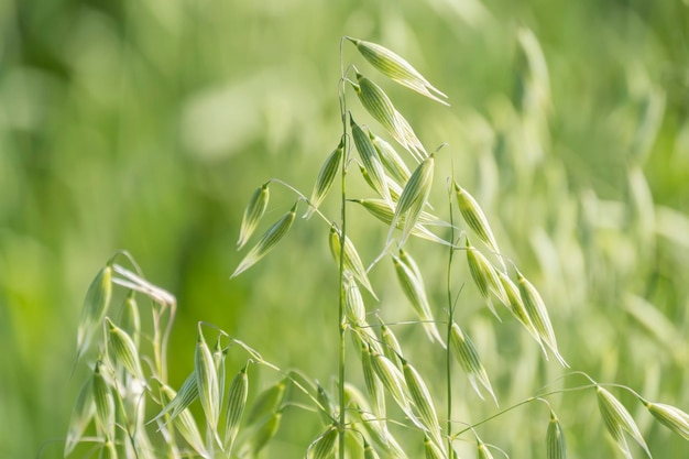 Champ vert de récolte d'avoine non mûre