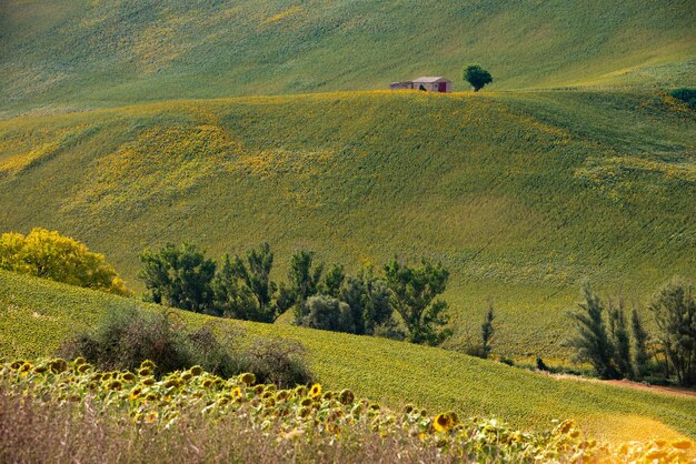 Champ vert sans fin à la campagne avec une petite maison