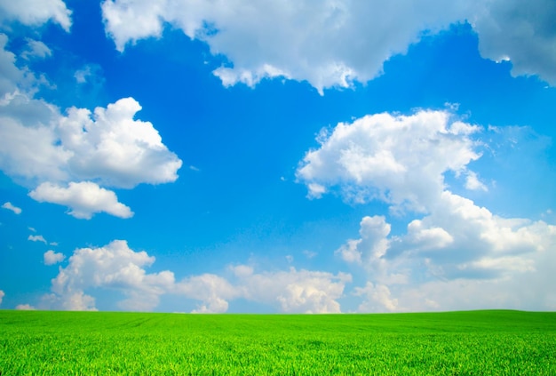 Champ vert sous le ciel bleu