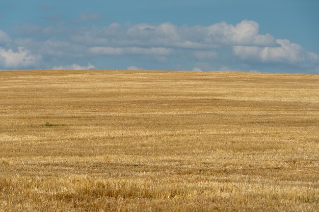 Un champ vide après la récolte du blé et d'autres cultures Des tiges de blé pointues dépassent du sol Fin de la campagne de récolte Beau champ agricole Arrière-plan vide et lieu de copie