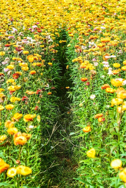 Champ de Xerochrysum bracteatum, communément connu sous le nom d'immortelle dorée ou d'immortelle