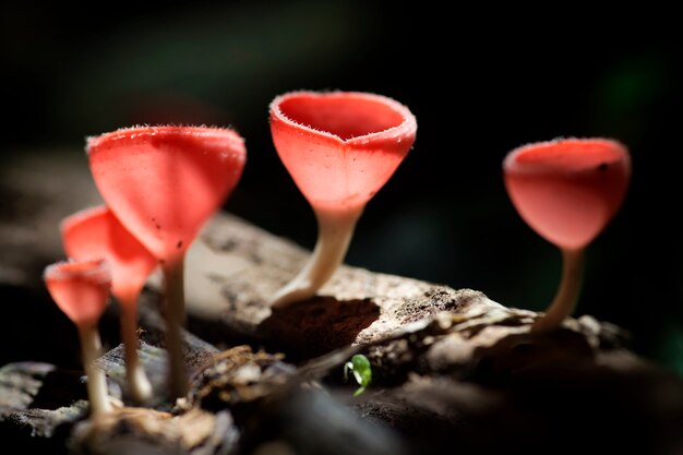 Champagne aux champignons orange