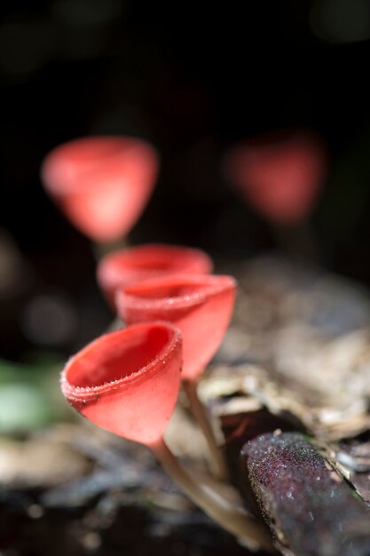 Champagne aux champignons orange