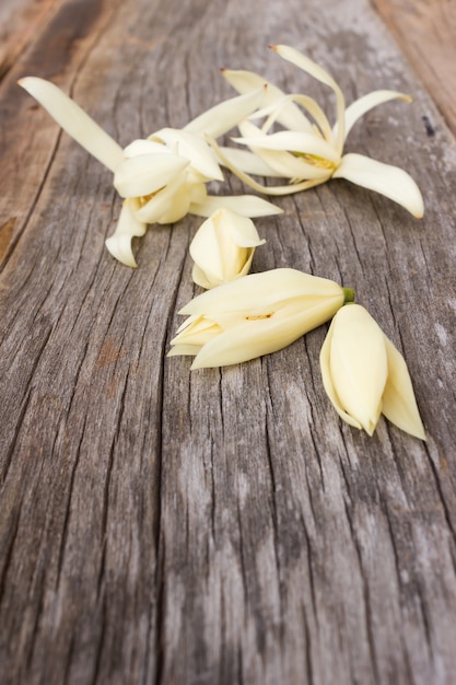 Photo champaka blanc sur fond en bois.