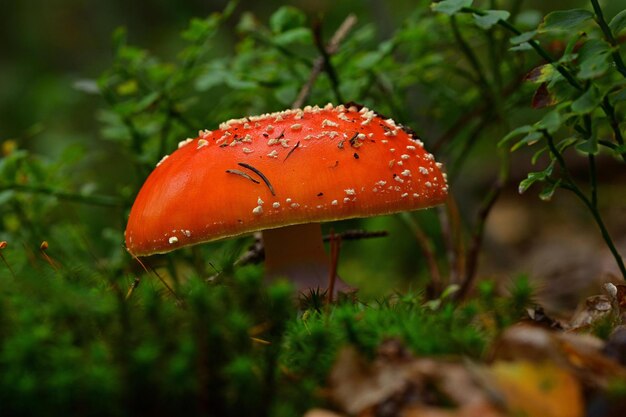 champignon agaric mouche en forêt