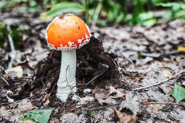 Photo champignon agaric de mouche rouge dans la forêt d'automne