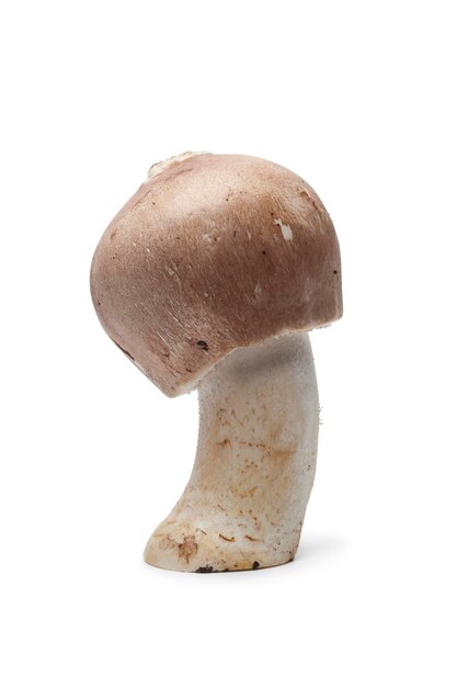 Champignon d'amande cru frais entier isolé sur fond blanc gros plan