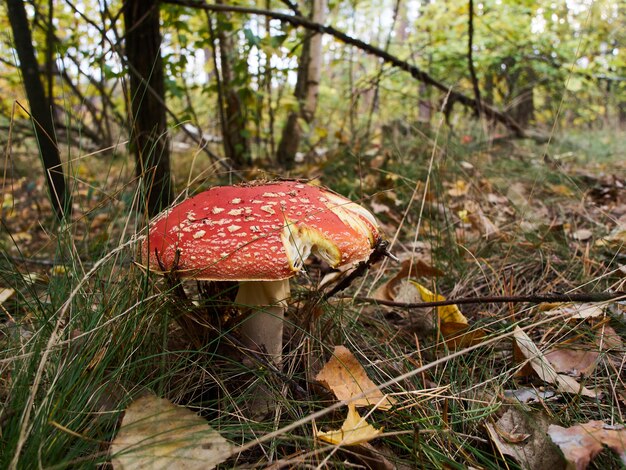 Champignon Amanita muscaria, gros plan.