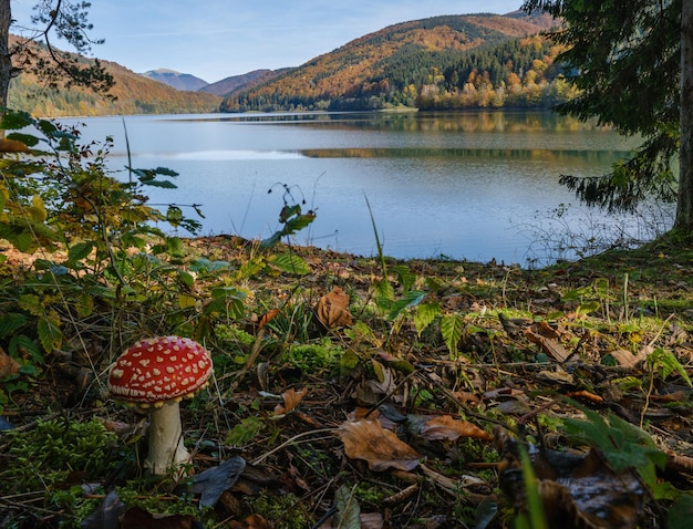 Photo champignon amanita sur prairie forestière au bord du lac pittoresque vilshany réservoir d'eau sur la rivière tereblya transcarpatie ukraine belle journée d'automne dans les montagnes des carpates