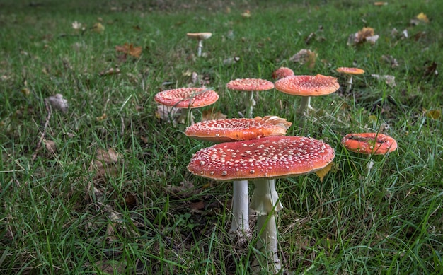 Champignon amanite, agaric de mouche (amanita muscaria)