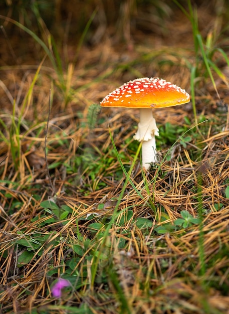 Champignon d'amanite sur le fond de la nature