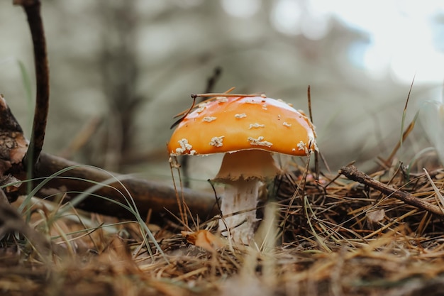 Champignon d'amanite toxique rouge dans la forêt de conte de fées d'automne