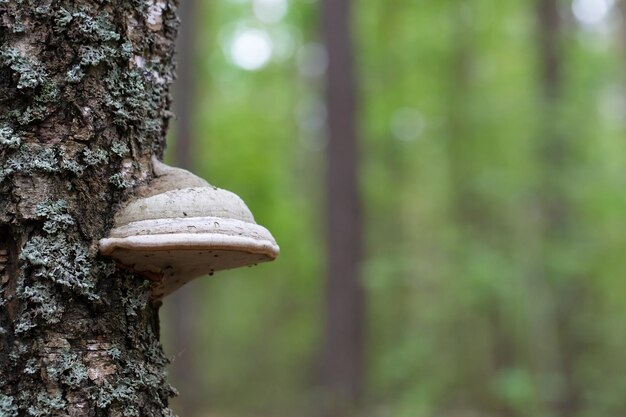 Champignon d'arbre sur un vieil arbre fond de forêt