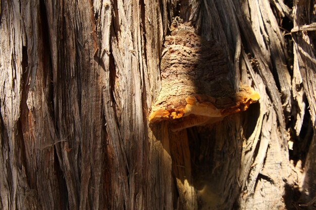 champignon sur l'arbre