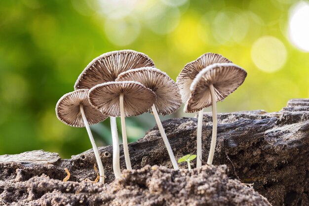 champignon avec arrière-plan flou