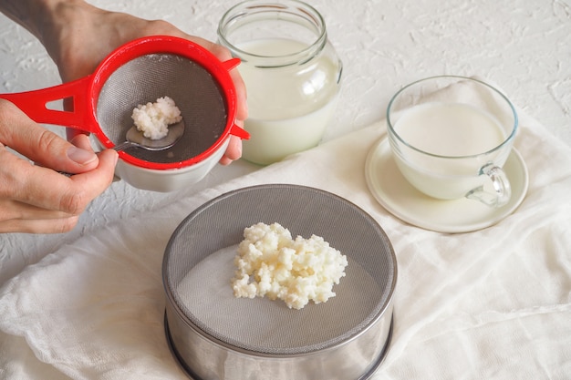 Champignon au lait tibétain. Grains de kéfir de lait maison sur une passoire à filtre.