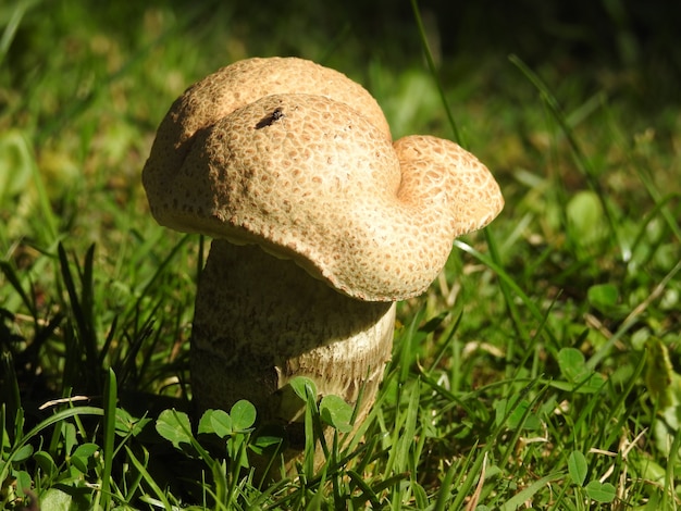 Un champignon au milieu des trèfles