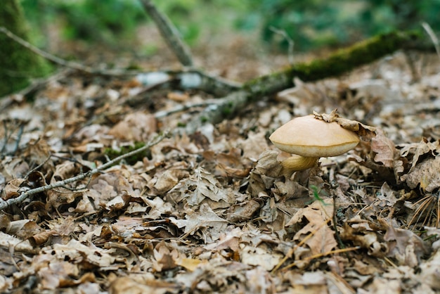 Champignon d'automne cèpes pousse sous les feuilles tombées dans la forêt