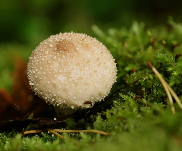 Champignon d'automne en forêt