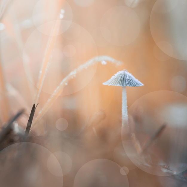 champignon en automne