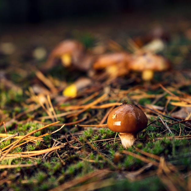 Champignon beurre comestible dans une clairière forestière