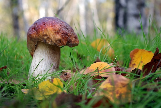 Champignon blanc. Champignon Cep croissant dans la forêt d'automne.