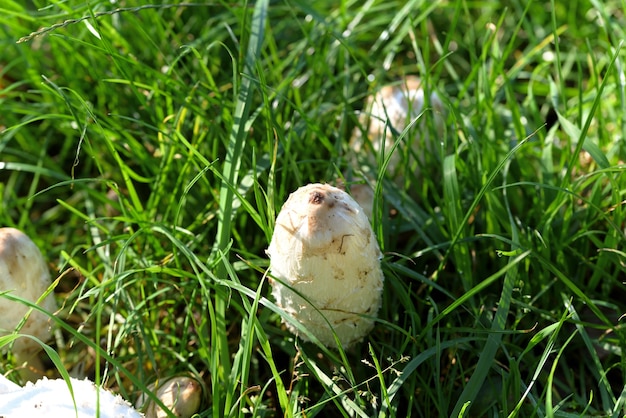 Champignon blanc dans l'herbe verte et les feuilles jaunes