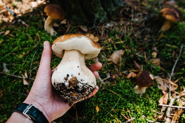 Champignon blanc entre les mains d'un homme. Cueilleur de champignons.